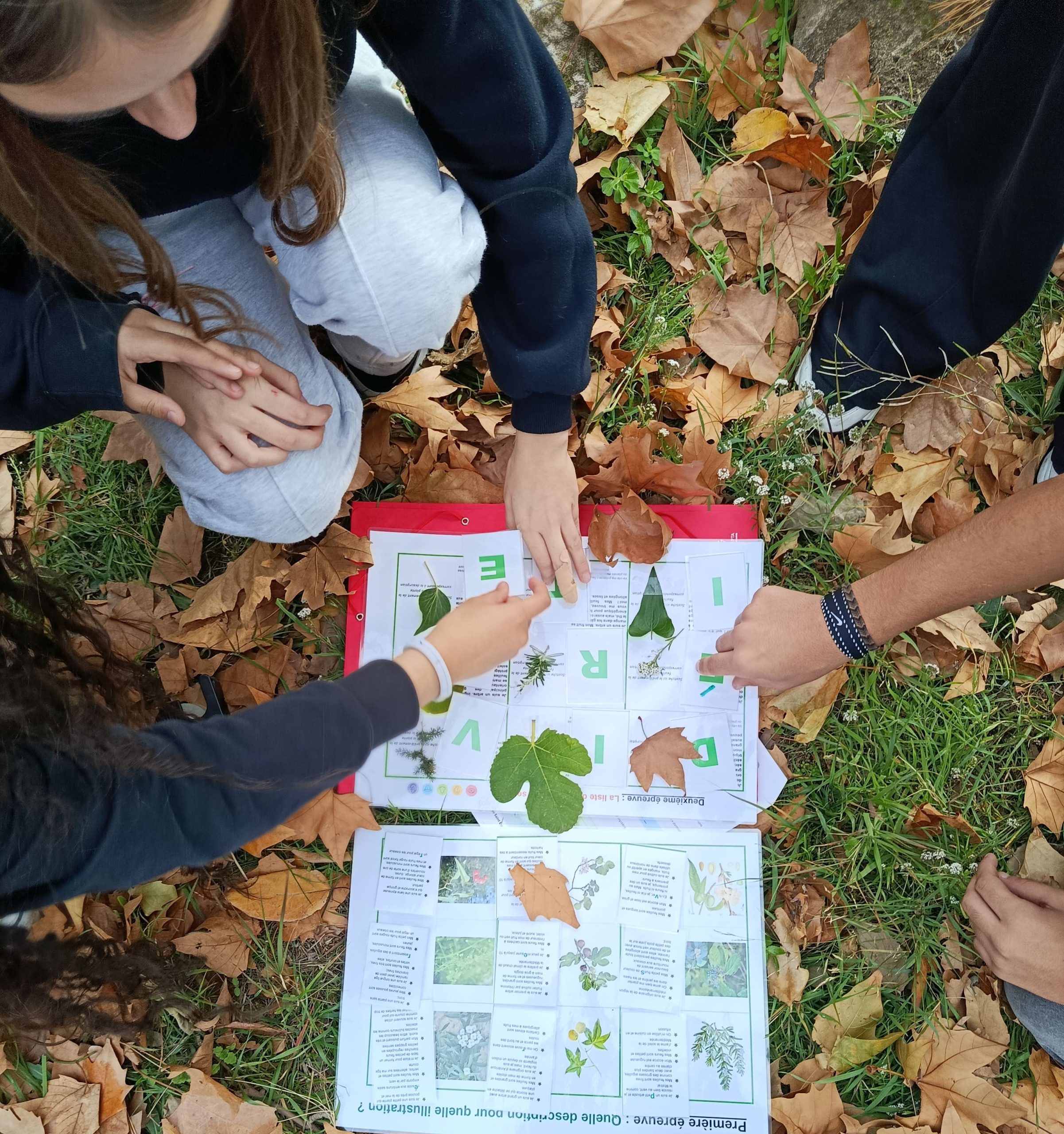 Flore méditerrannéenne