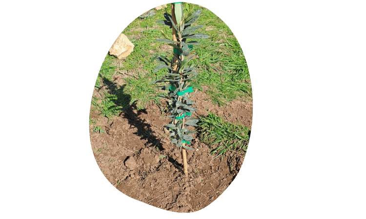 Butinerie Côte Bleue