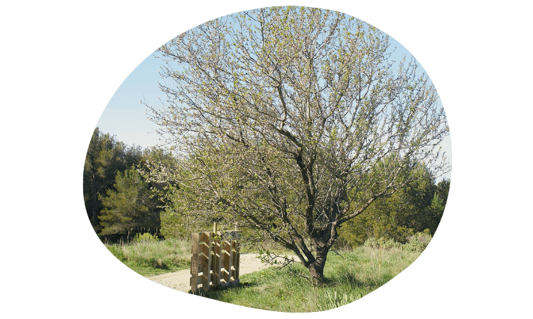 Butinerie Côte Bleue Martigues