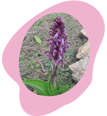 Orchidée protégée