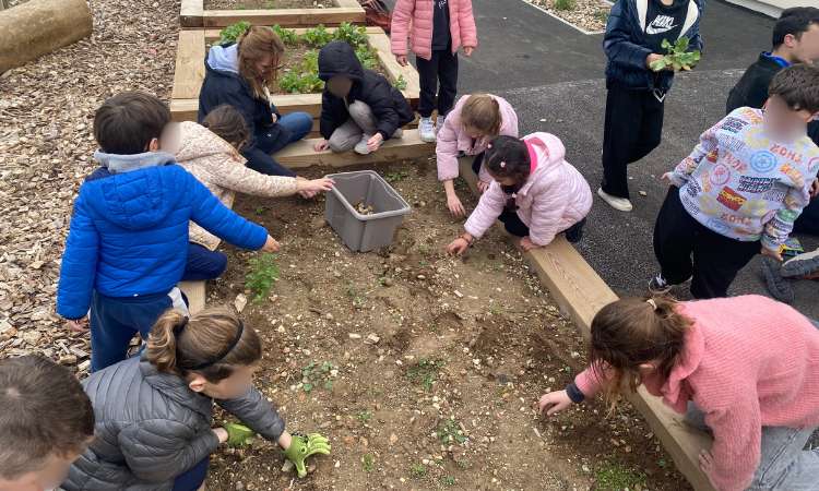 Potager à l'école