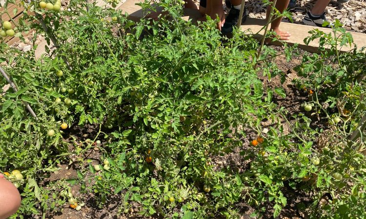 Jardin tomates